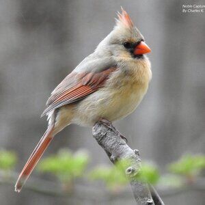 Female Northern Cardinal Oil‎ Painting Art Print